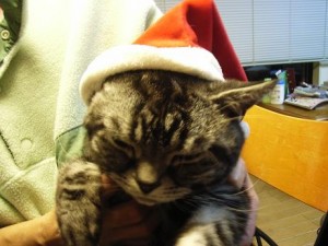 今日の一杯20091220 | その他