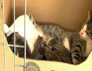助け合い | その他
