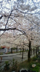 桜 | その他