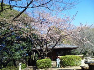 SAKURA | その他