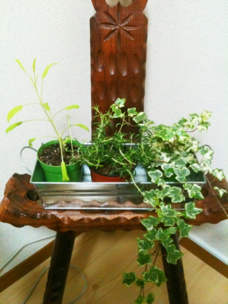 植物 | その他