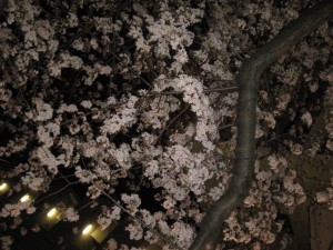 さくら | その他