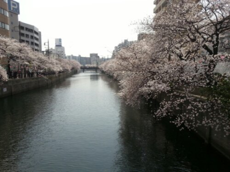 花見 | その他