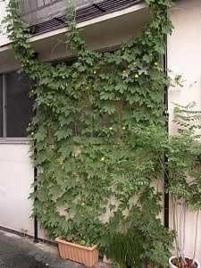 グリーン カーテン。 | その他