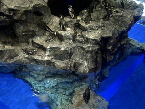 すみだ水族館 | その他
