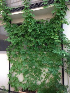 グリーンカーテン② | その他