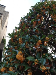 11月の靴磨き教室 | その他