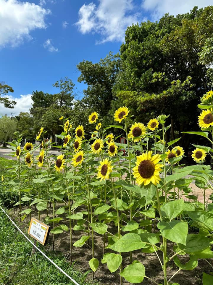 夏季休業のお知らせ | お知らせ